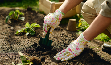 Preparing Pits For Strawberry Seedlings 2026 03 24 04 06 48 Utc