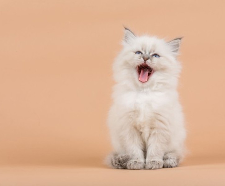 Kitten
