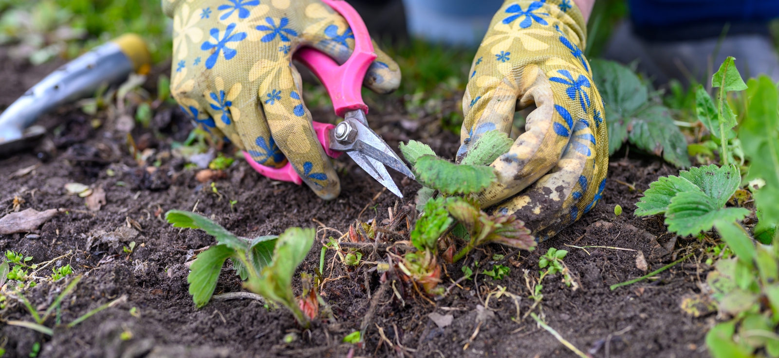 Spring Pruning And Weeding Of Strawberry Bushes W 2026 03 17 04 52 53 Utc