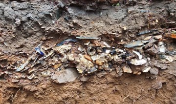 Midden Deposit In Waiapu