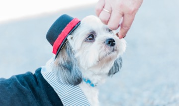 Doggy 3