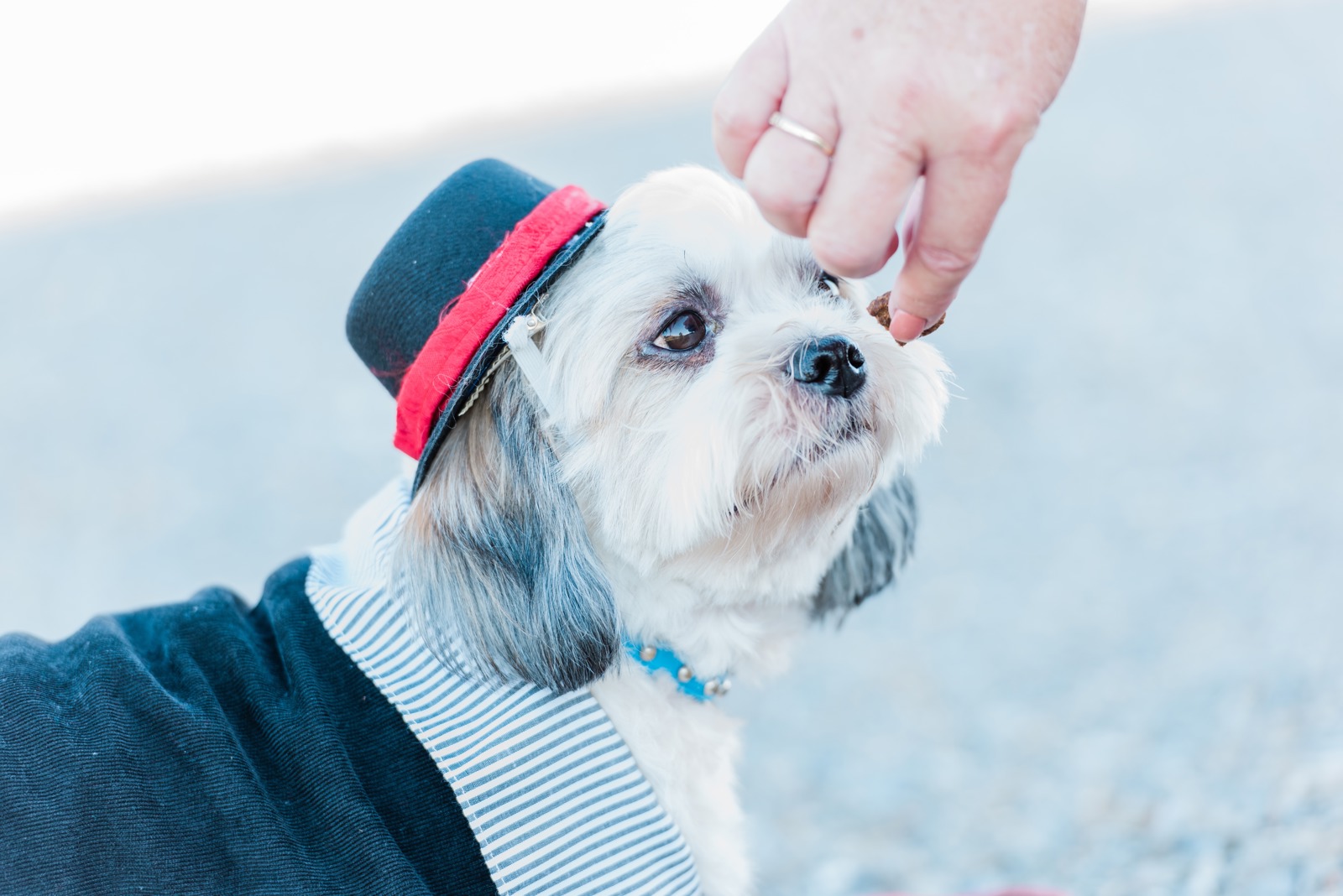 Doggy 3