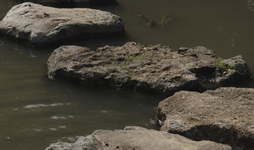 Large DST AUDO HAYMAN 0426 6609