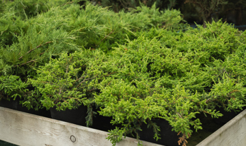 Lush Green Juniper Bushes In Black Planter Pots Fo 2026 01 09 10 27 11 Utc