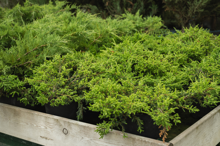 Lush Green Juniper Bushes In Black Planter Pots Fo 2026 01 09 10 27 11 Utc